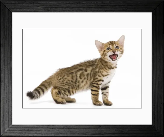 Framed Print : Cat - 8 week old Bengal kitten - in studio miaowing