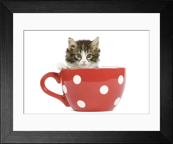 Framed Print : Norwegian Forest Cat / Norsk Skogkatt - 8 week old kitten in red & white spotted mug Framed Print : Norwegian Forest Cat / Norsk Skogkatt - 8 week old kitten in red & white spotted mug