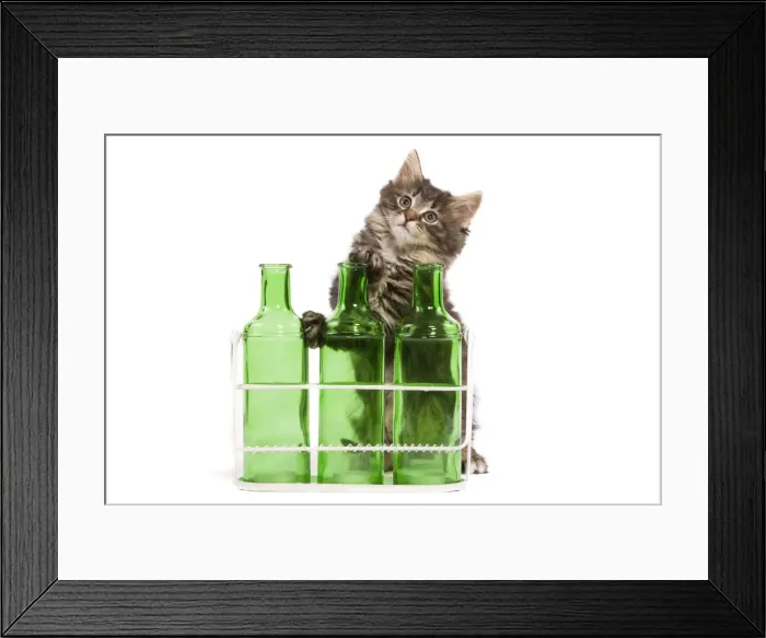 Framed Print : Norwegian Forest Cat / Norsk Skogkatt - 8 week old kitten on hind legs behind three green glass bottles Framed Print : Norwegian Forest Cat / Norsk Skogkatt - 8 week old kitten on hind legs behind three green glass bottles