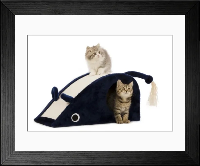 Framed Print : Cat - 8 week old British shorthair & British longhair kittens in studio playing on mouse shaped cat house Framed Print : Cat - 8 week old British shorthair & British longhair kittens in studio playing on mouse shaped cat house