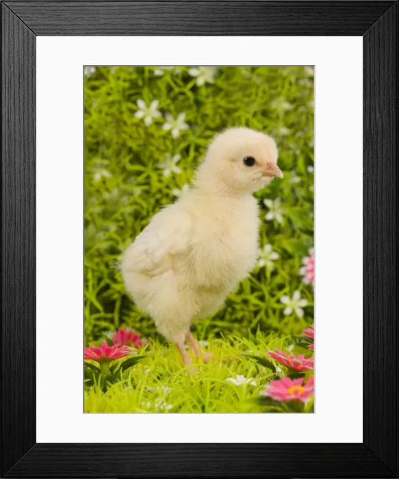 Framed Print : Chicken - chick amongst flowers Framed Print : Chicken - chick amongst flowers