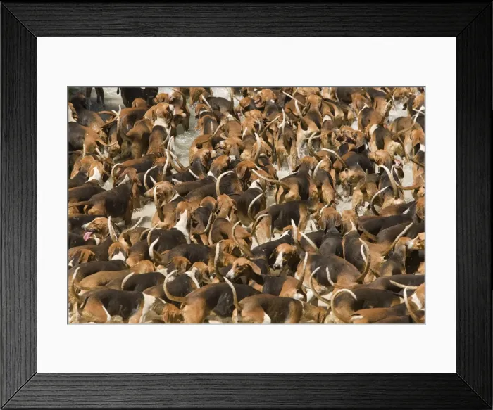 Framed Print : Dogs - pack of hounds hunting Framed Print : Dogs - pack of hounds hunting