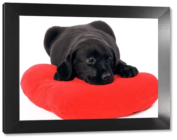 Dog - Black Labrador puppy in studio on red heart cushion