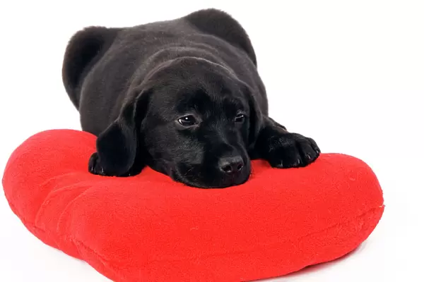 Dog - Black Labrador puppy in studio on red heart cushion