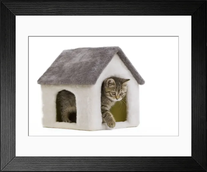 Framed Print : Cat - 8 week old British shorthair kitten in studio in cat house Framed Print : Cat - 8 week old British shorthair kitten in studio in cat house