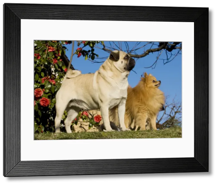 Framed Print : Dog - Pug with Dwarf Spitz / Pomeranian. Also know as Spitz nain Framed Print : Dog - Pug with Dwarf Spitz / Pomeranian. Also know as Spitz nain