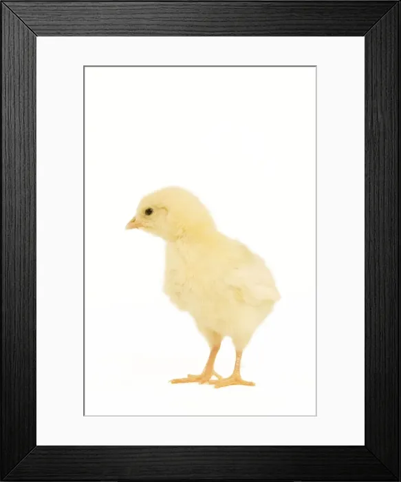 Framed Print : Chicken - chick in studio Framed Print : Chicken - chick in studio