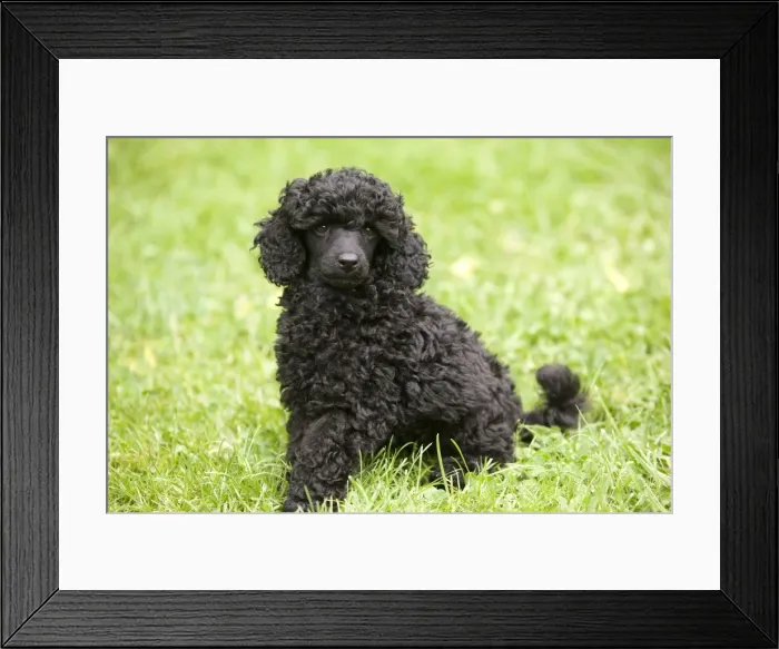Framed Print : Dog - Black poodle outside in garden Framed Print : Dog - Black poodle outside in garden