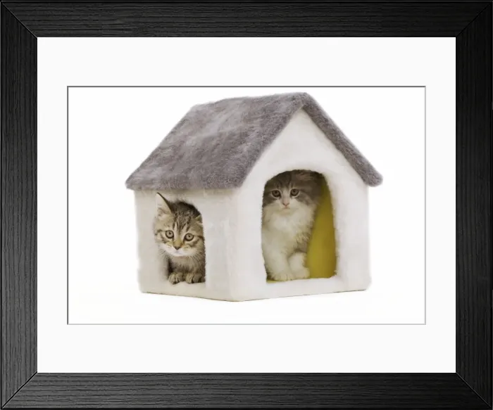 Framed Print : Cat - 8 week old British shorthair kittens in studio in cat house Framed Print : Cat - 8 week old British shorthair kittens in studio in cat house