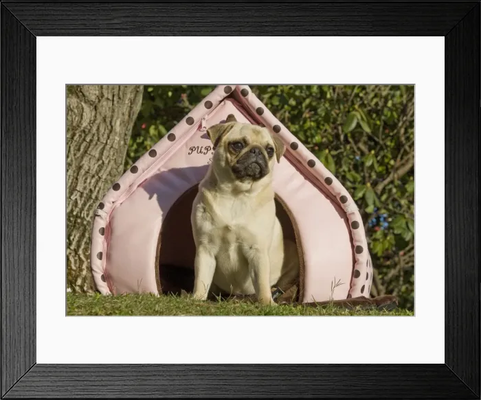 Framed Print : Dog - pug outside sitting by pink dog house Framed Print : Dog - pug outside sitting by pink dog house