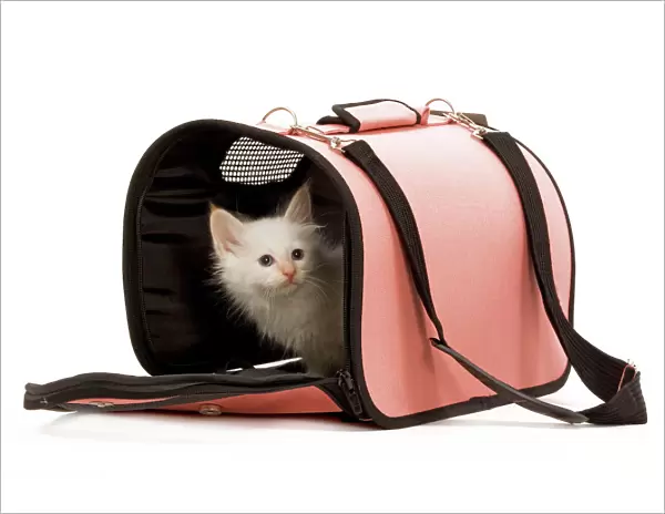 Cat - Birman kitten in studio in cat carrying bag