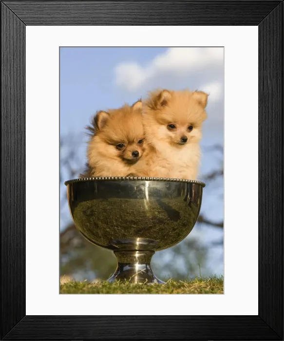 Framed Print : Dog - two Dwarf Spitz / Pomeranians - in silver cup Also know as Spitz nain Framed Print : Dog - two Dwarf Spitz / Pomeranians - in silver cup Also know as Spitz nain