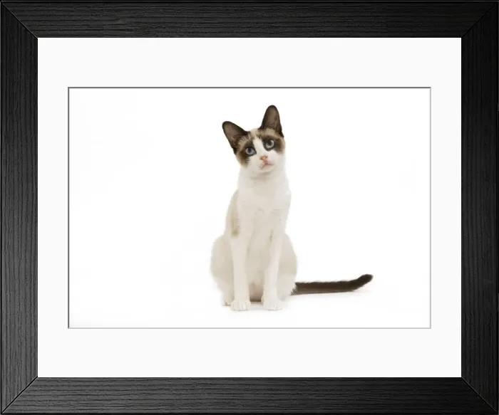 Framed Print : Cat - snowshoe in studio Framed Print : Cat - snowshoe in studio