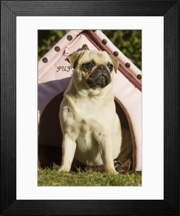 Framed Print : Dog - pug outside sitting by pink dog house Framed Print : Dog - pug outside sitting by pink dog house