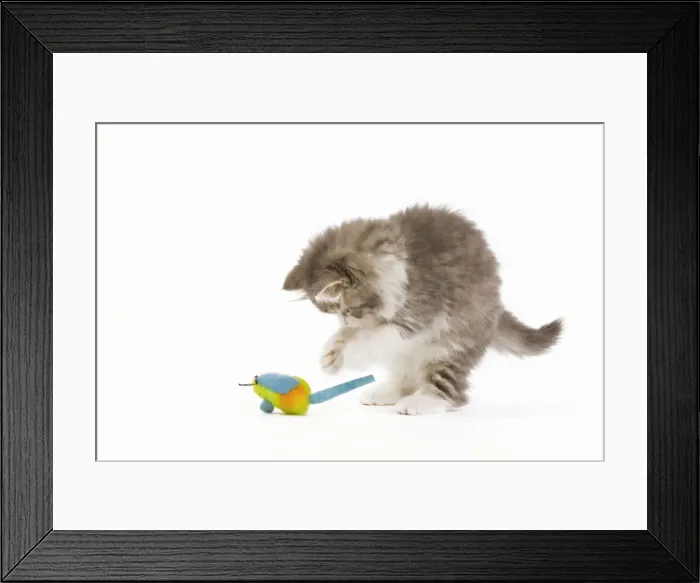Framed Print : Cat - 8 week old British Longhair kitten in studio playing with toy