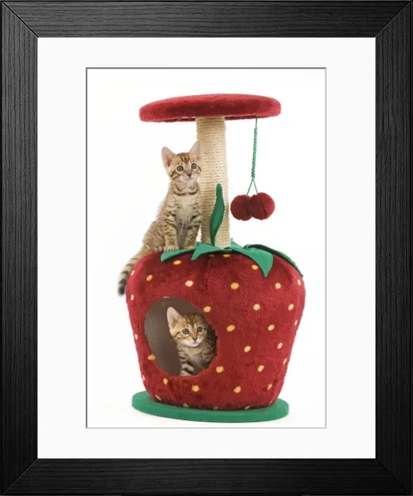 Framed Print : Cat - two 8 week old bengal kittens in studio playing in activity centre / scratching post Framed Print : Cat - two 8 week old bengal kittens in studio playing in activity centre / scratching post