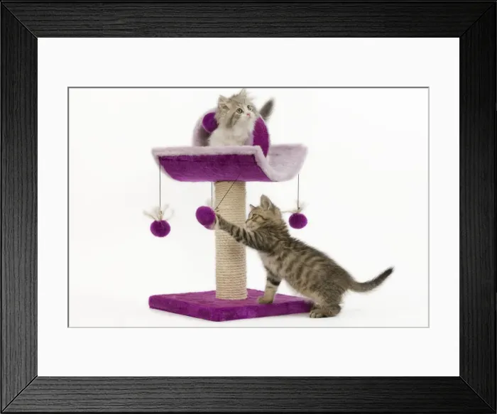 Framed Print : Cat - 8 week old British shorthair & British longhair kittens in studio playing on activity centre / scratching post Framed Print : Cat - 8 week old British shorthair & British longhair kittens in studio playing on activity centre / scratching post