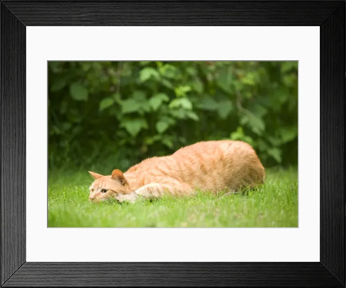 Framed Print : Cat - Ginger cat in garden crouching watching prey Framed Print : Cat - Ginger cat in garden crouching watching prey