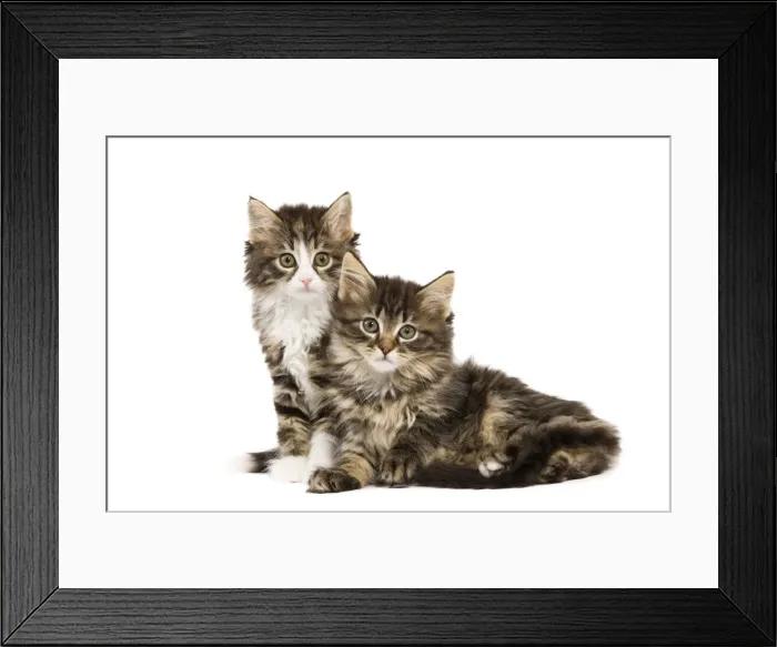 Framed Print : Cat - Norwegian Forest kittens in studio Framed Print : Cat - Norwegian Forest kittens in studio