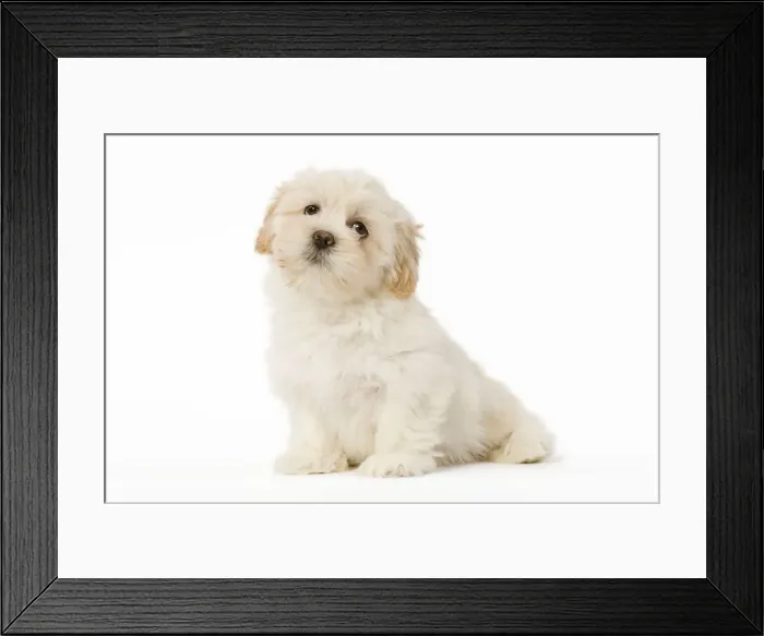 Framed Print : Dog - Lhasa Apso puppy in studio Framed Print : Dog - Lhasa Apso puppy in studio
