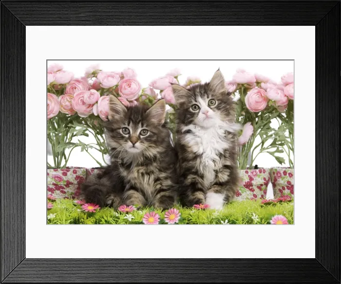 Framed Print : Cat - two 8 week old Norwegian Forest kittens in studio with flowers Framed Print : Cat - two 8 week old Norwegian Forest kittens in studio with flowers