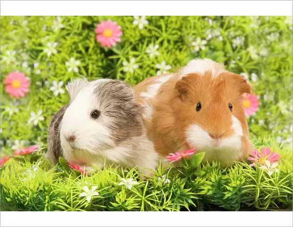 Guinea PIg - two with flowers