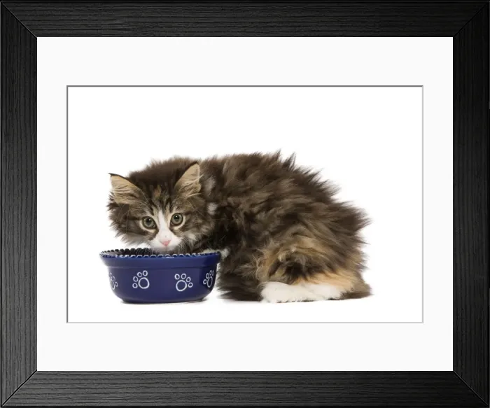 Framed Print : Cat - Norwegian Forest kitten in studio eating from cat bowl Framed Print : Cat - Norwegian Forest kitten in studio eating from cat bowl