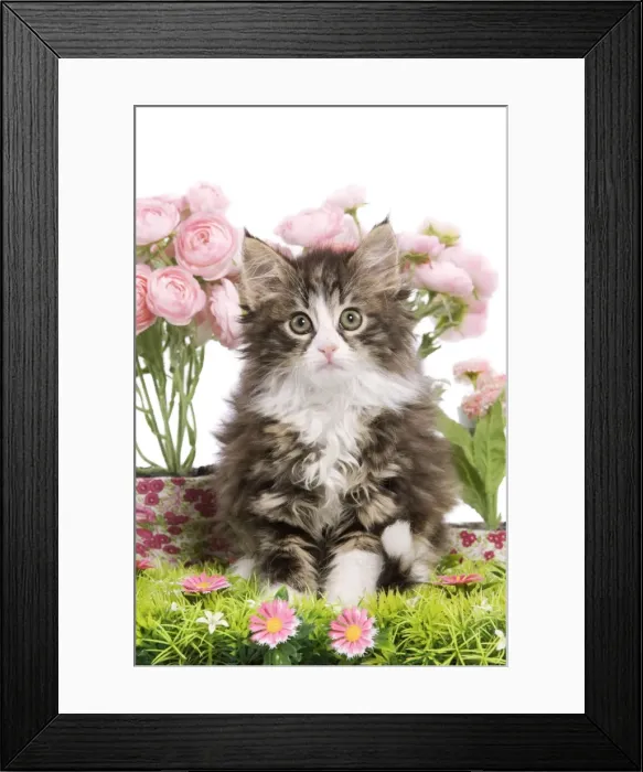 Framed Print : Cat - 8 week old Norwegian Forest kitten in studio with flowers Framed Print : Cat - 8 week old Norwegian Forest kitten in studio with flowers
