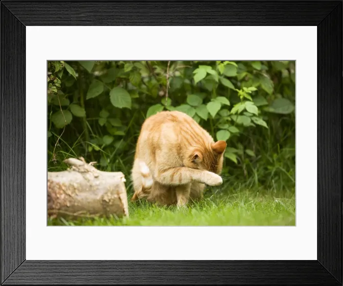 Framed Print : Cat - Ginger cat in garden cleaning face with paw Framed Print : Cat - Ginger cat in garden cleaning face with paw