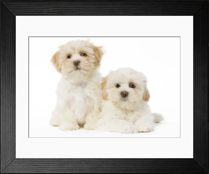 Framed Print : Dog - Lhassa Apso puppies in studio Framed Print : Dog - Lhassa Apso puppies in studio