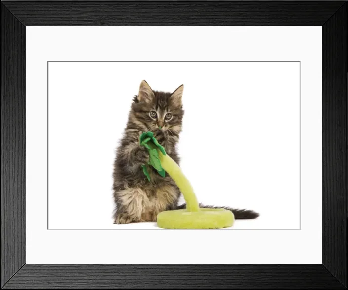 Framed Print : Cat - Norwegian Forest kitten in studio playing with a palm tree cat toy Framed Print : Cat - Norwegian Forest kitten in studio playing with a palm tree cat toy