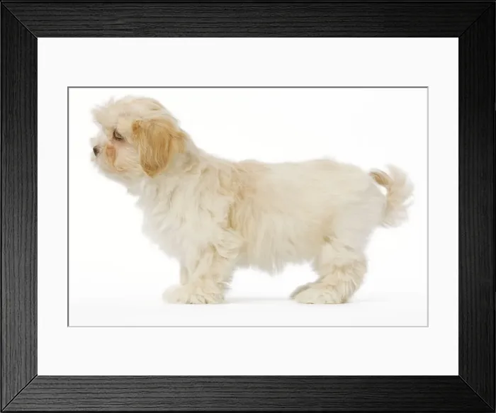 Framed Print : Dog - Lhassa Apso puppy in studio Framed Print : Dog - Lhassa Apso puppy in studio