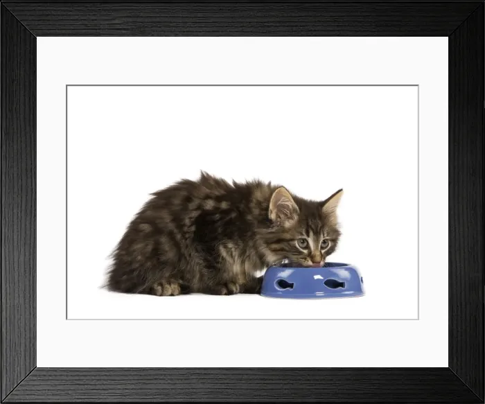 Framed Print : Cat - Norwegian Forest kitten in studio eating from cat bowl