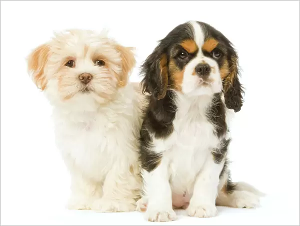 Dog - Lhassa Apso puppy with Cavalier King Charles puppy in studio