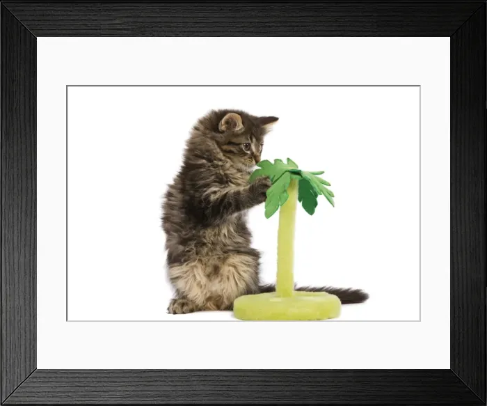Framed Print : Cat - Norwegian Forest kitten in studio playing with a palm tree cat toy Framed Print : Cat - Norwegian Forest kitten in studio playing with a palm tree cat toy