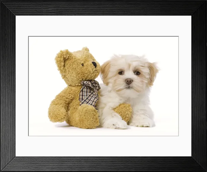 Framed Print : Dog - Lhasa Apso puppy in studio with teddy bear Framed Print : Dog - Lhasa Apso puppy in studio with teddy bear