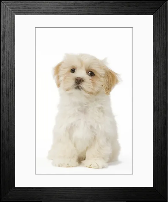 Framed Print : Dog - Lhasa Apso puppy in studio Framed Print : Dog - Lhasa Apso puppy in studio