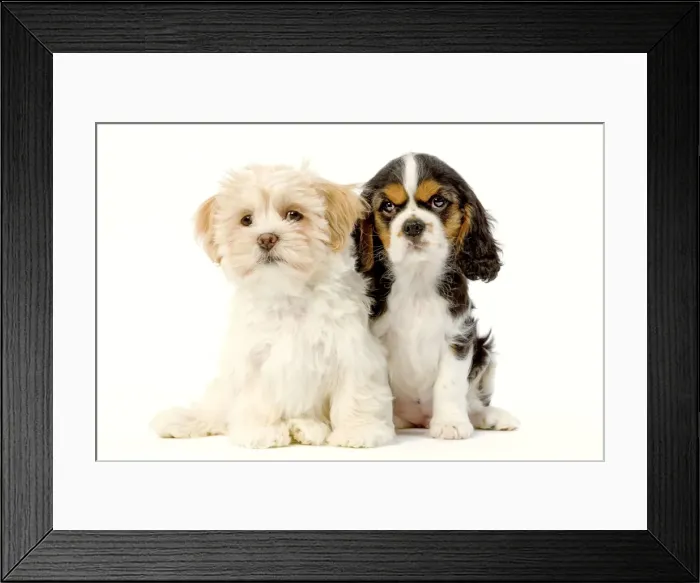 Framed Print : Dog - Lhassa Apso puppy with Cavalier King Charles puppy in studio Framed Print : Dog - Lhassa Apso puppy with Cavalier King Charles puppy in studio