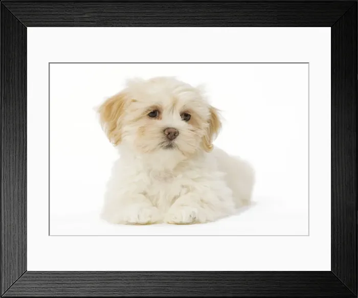 Framed Print : Dog - Lhasa Apso puppy in studio Framed Print : Dog - Lhasa Apso puppy in studio