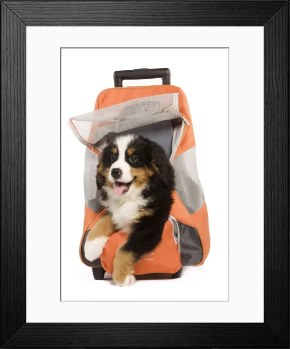 Framed Print : Dog - Bermese Mountain Dog puppy in dog carrying bag, in studio Framed Print : Dog - Bermese Mountain Dog puppy in dog carrying bag, in studio