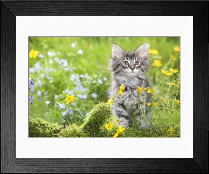 Framed Print : Cat - 8 week old Norwegian Forest kitten with flowers Framed Print : Cat - 8 week old Norwegian Forest kitten with flowers