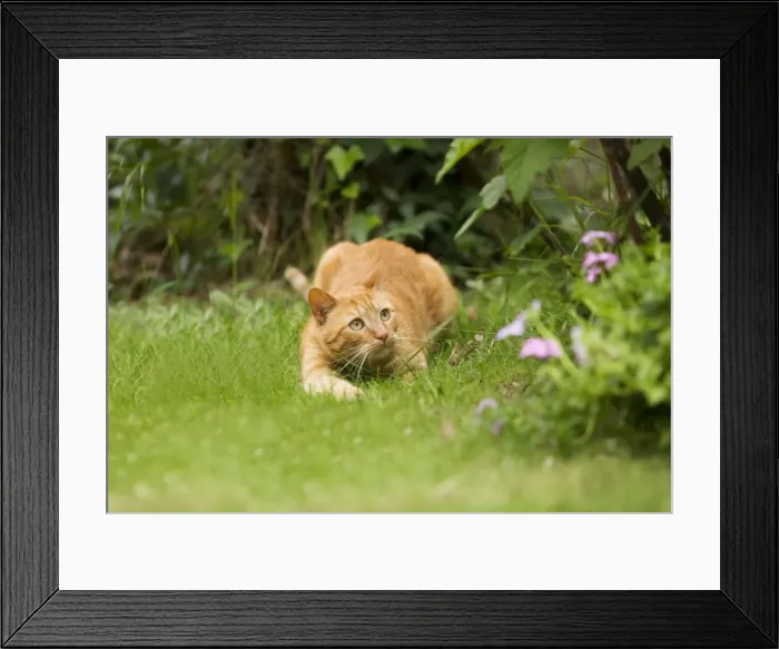 Framed Print : Cat - Ginger cat crouching in garden watching prey Framed Print : Cat - Ginger cat crouching in garden watching prey