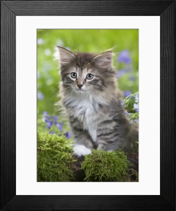 Framed Print : Cat - 8 week old Norwegian Forest kitten with flowers Framed Print : Cat - 8 week old Norwegian Forest kitten with flowers