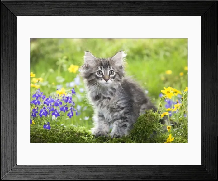 Framed Print : Cat - 8 week old Norwegian Forest kitten with flowers Framed Print : Cat - 8 week old Norwegian Forest kitten with flowers