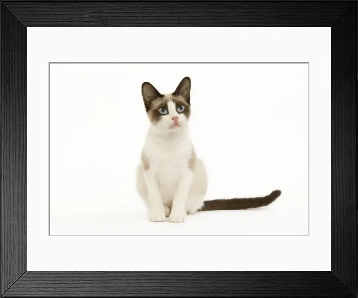 Framed Print : Snowshoe Cat - sitting in studio Framed Print : Snowshoe Cat - sitting in studio