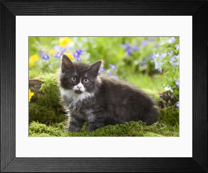 Framed Print : Cat - 8 week old Norwegian Forest kitten with flowers Framed Print : Cat - 8 week old Norwegian Forest kitten with flowers