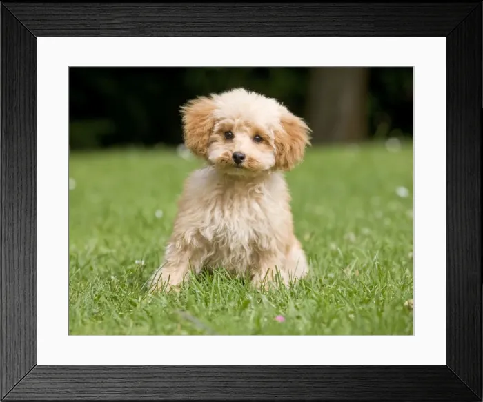 Framed Print : Dog - Poodle puppy in garden