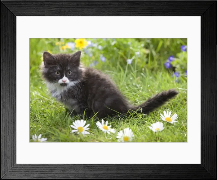 Framed Print : Cat - 8 week old Norwegian Forest kitten with flowers Framed Print : Cat - 8 week old Norwegian Forest kitten with flowers