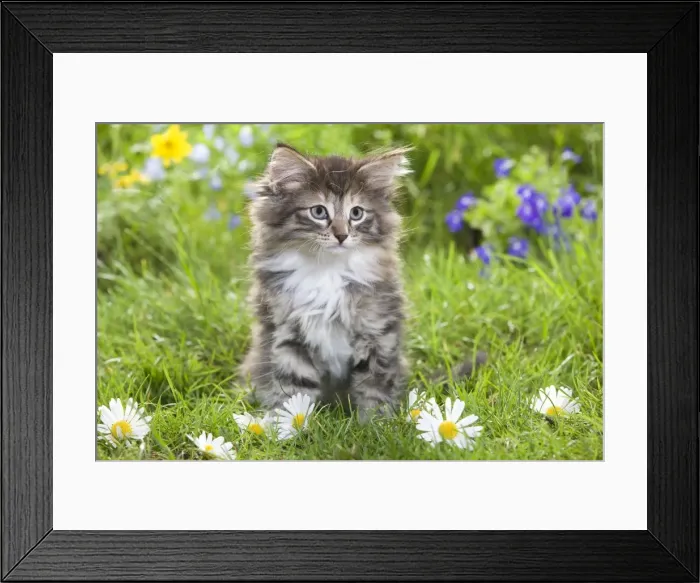 Framed Print : Cat - 8 week old Norwegian Forest kitten with flowers Framed Print : Cat - 8 week old Norwegian Forest kitten with flowers