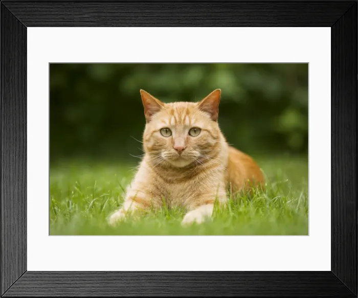 Framed Print : Cat - Ginger cat lying in garden Framed Print : Cat - Ginger cat lying in garden
